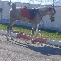 اسب|اسب و تجهیزات اسبسواری|سنندج, |دیوار