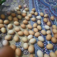 تخممرغ نطفه دار دانه ۱۰هزار سرخس