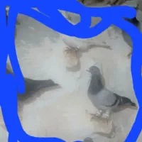 کبوتر گمشده