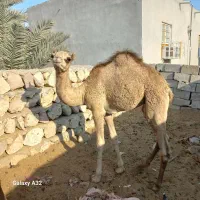 کره شتر|حیوانات مزرعه|مهران (هرمزگان), |دیوار