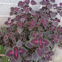 گل های طبیعی|گل و گیاه طبیعی|طاهرگوراب, |دیوار