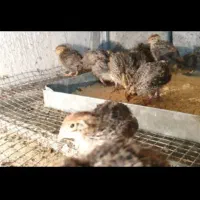 جوجه بلدرچین ۴ و ۳ هفته در پاکدشت