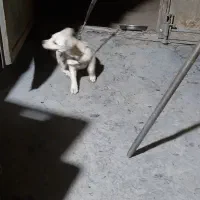 سگ اشپیتز|سگ|پاکدشت, خاتون آباد|دیوار