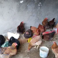 بوقلمون و مرغ وخروس|حیوانات مزرعه|مشهد, کوشک مهدی|دیوار