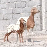 بره با بچه برشن|حیوانات مزرعه|بندرعباس, |دیوار