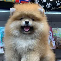 پامرین پرتغالی|سگ|رشت, لاکانی|دیوار