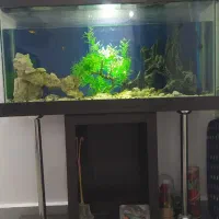 اکواریوم کامل با لوازم|ماهی|دزفول, |دیوار