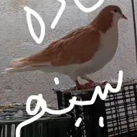 کبوتر لچگی ماده