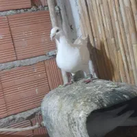 سفید عراقی ودست پر فروش یامعاوضه