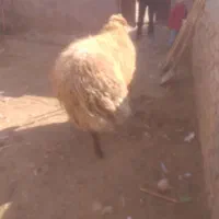 فروش قوچ هترو|حیوانات مزرعه|اسفراین, |دیوار