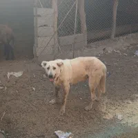 ماده پژدر