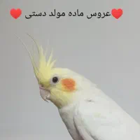 عروس هلندی|پرنده|تهران, شهرک صادقیه|دیوار