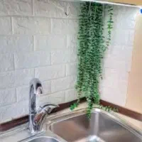 شمشاد مصنوعی|گل مصنوعی|قم, زاویه|دیوار