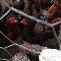 36 عدد  مرغ و خروس  خانگی بفروش می‌رسد