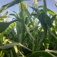 ذرت علوفه ای سر زمین|عمدهفروشی|کاشمر, |دیوار