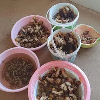 حلزون برای زیبایی پوست