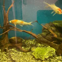 آکواریوم بزرگ|ماهی|گرگان, |دیوار