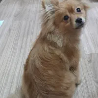 سگ پامر