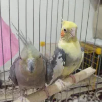 عروس هلندی نر و ماده