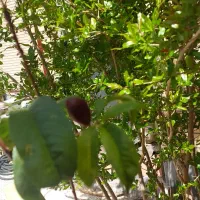 اجاره ویلایی دربست*بر خیابان