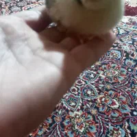 جوجه لاری تازه متولد شده