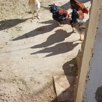 خروس|حیوانات مزرعه|فیروزه, |دیوار