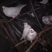 کبوتر پروازی