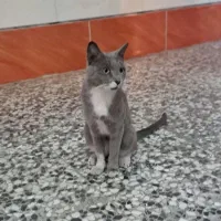 شوذب پیدا شده