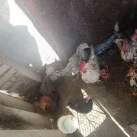 مرغ|حیوانات مزرعه|چوبر, |دیوار