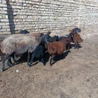 میش و شیشک پشندی شال بره دار