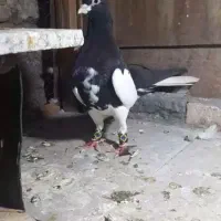 نروماده یال سیاه وشهری گلدار|پرنده|راهگان, |دیوار