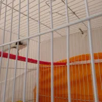 قناری|پرنده|گلمکان, |دیوار