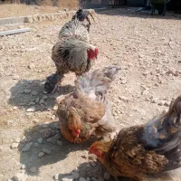 تخم مرغ نطفه دار|حیوانات مزرعه|شیراز, کوشک بیدک|دیوار