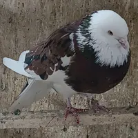 فروش تک و عمده