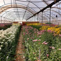 گلخانه خانه باغ|فروش دفتر صنعتی، کشاورزی، تجاری|قرچک, صالح آباد|دیوار