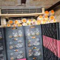 مرغ فروشی فدک