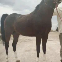 نریان سیلمی  ترک دره شور