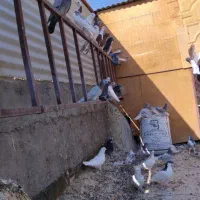 کفتر|پرنده|اردکان, |دیوار