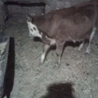 گاو فروشی یا معاوضه راور|حیوانات مزرعه|راور, |دیوار