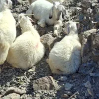 50عدد کهره شیر محلی