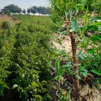 نهالستان تولید کننده