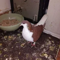 کبوتر ساده سرخ ماده