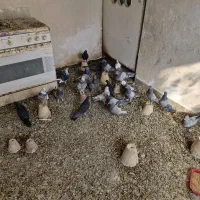 بوم اصفهانی درجه یک|پرنده|برخوار, |دیوار