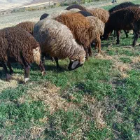 21 عدد بره نر