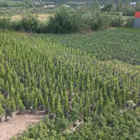 زمین و باغ|فروش زمین و ملک کلنگی|خرم‌آباد (تنکابن), |دیوار