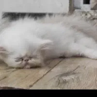 گمشده بچه گربه
