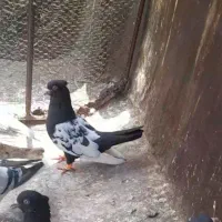 دوتا کبوتر|پرنده|قزوین, |دیوار