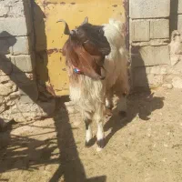 چپش نر داشتی|حیوانات مزرعه|افزر, |دیوار