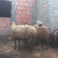گوسفند آبستن|حیوانات مزرعه|بهشهر, |دیوار