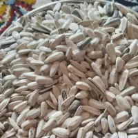 تخمه افتابگردون